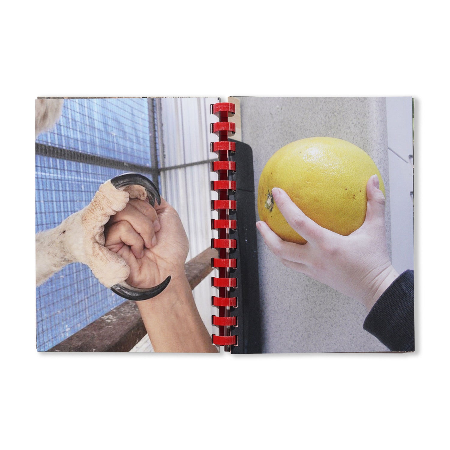 Hand For Scale - By Max Gravrich