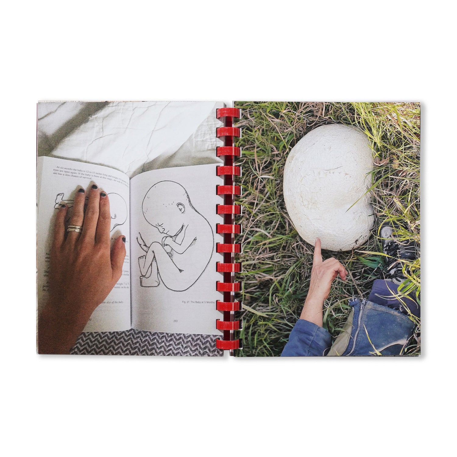 Hand For Scale - By Max Gravrich